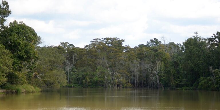 Best campgrounds in Southeast Texas Piney Woods camping