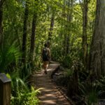 Hiker on a boardwalk trail through Big Thicket National Preserve in Southeast Texas
